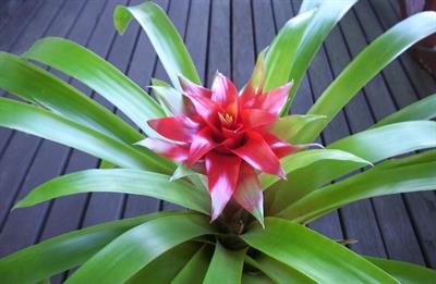 Guzmania lingulata